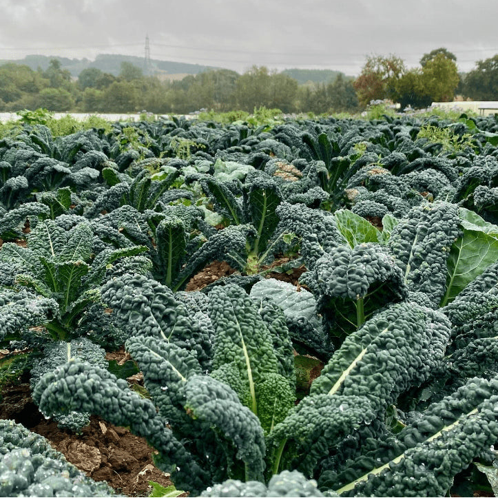 Chou frisé 'Black Magic Kale' bio