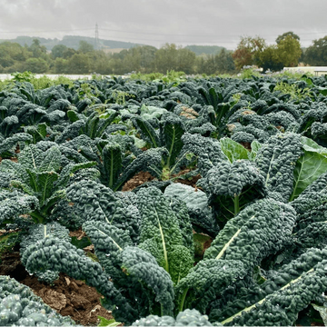 Organic 'Black Magic Kale'