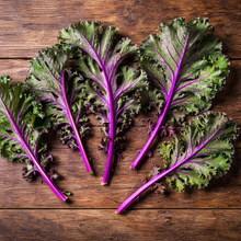 Organic 'Red Russian' Kale