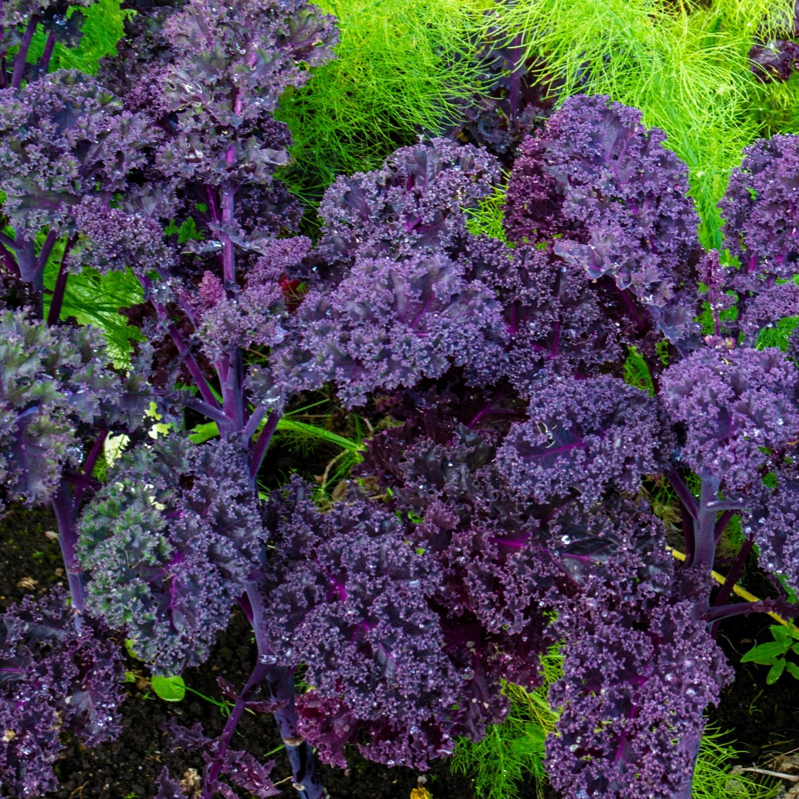 Chou frisé 'Scarlet Kale' bio