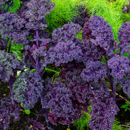 Kale 'Scarlet' organic