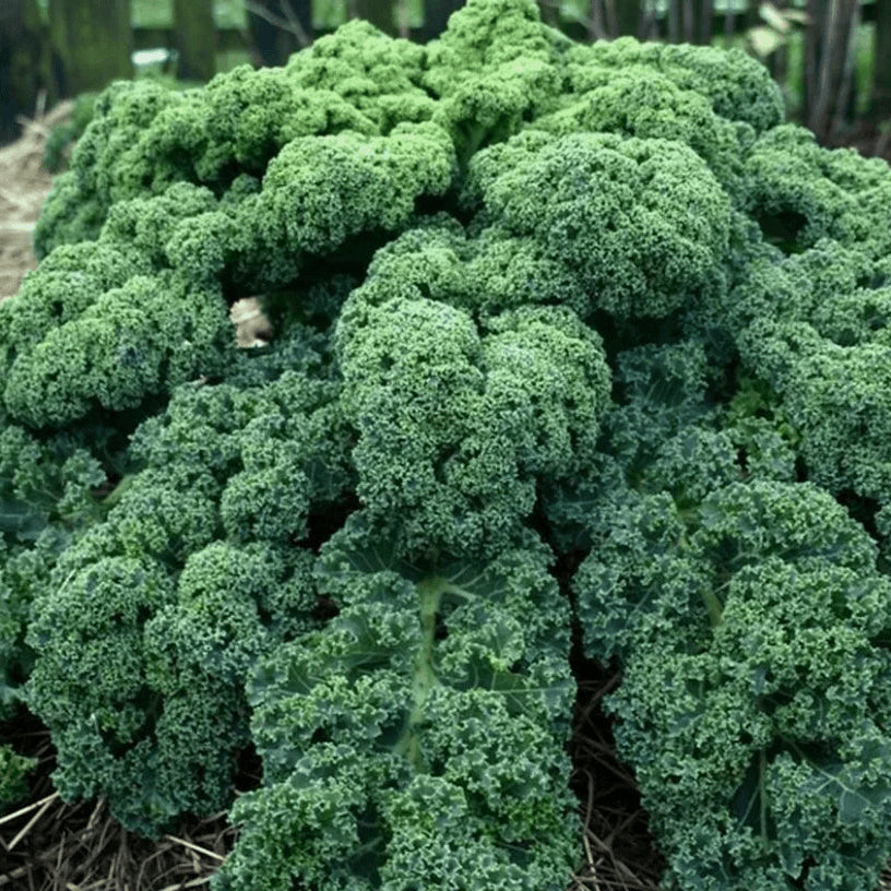 Organic 'Westlandse Winter Kale'