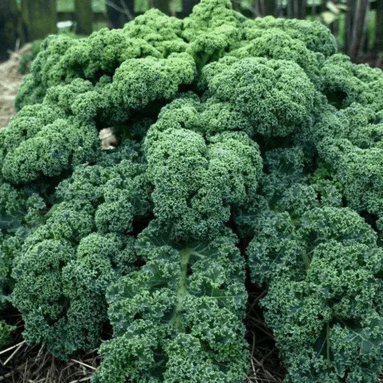Organic 'Westlandse Winter Kale'