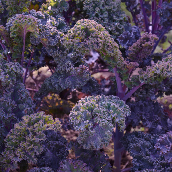 Scarlet Kale