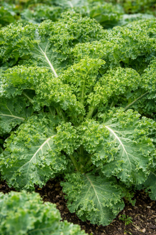 Dwarf Kale