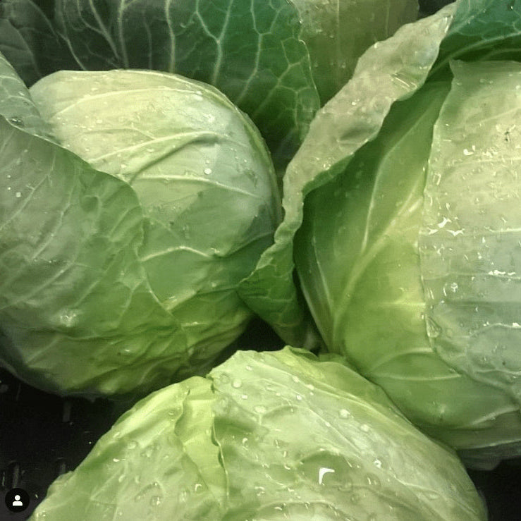 Organic early cabbage 'Farao F1'