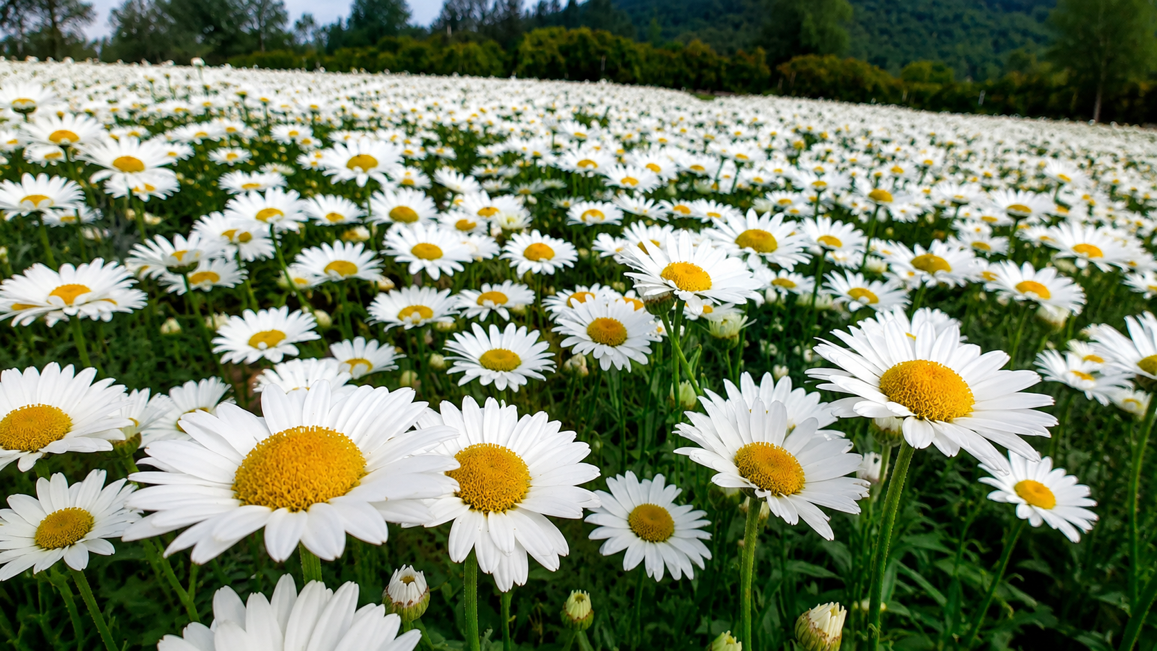 Chrysanthemum superbum ‘Becky’ en promotion chez Centre de Jardin Floréal