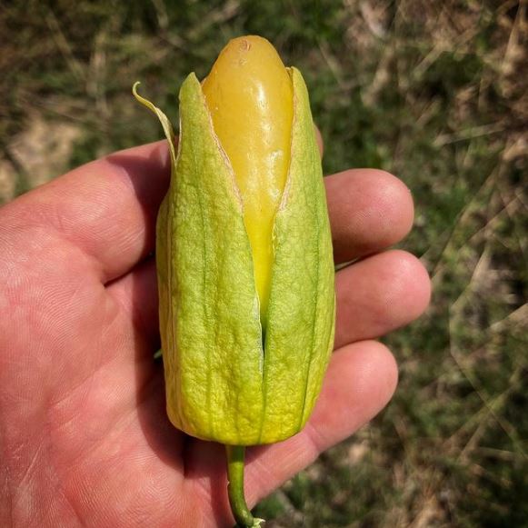 Tomatillo  'Chupon de Malinalco' organic