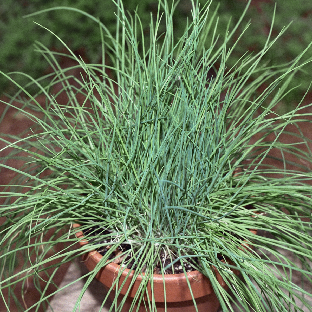 Chives