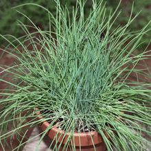 Chives