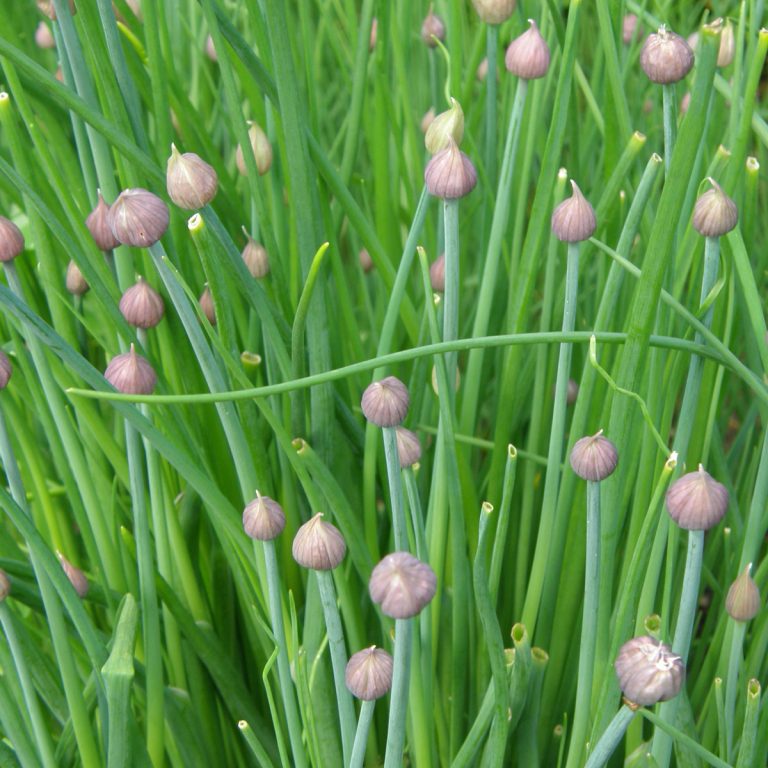Organic garden chives