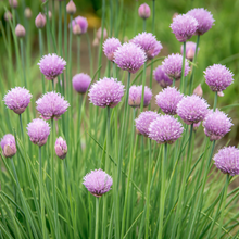 Organic chives