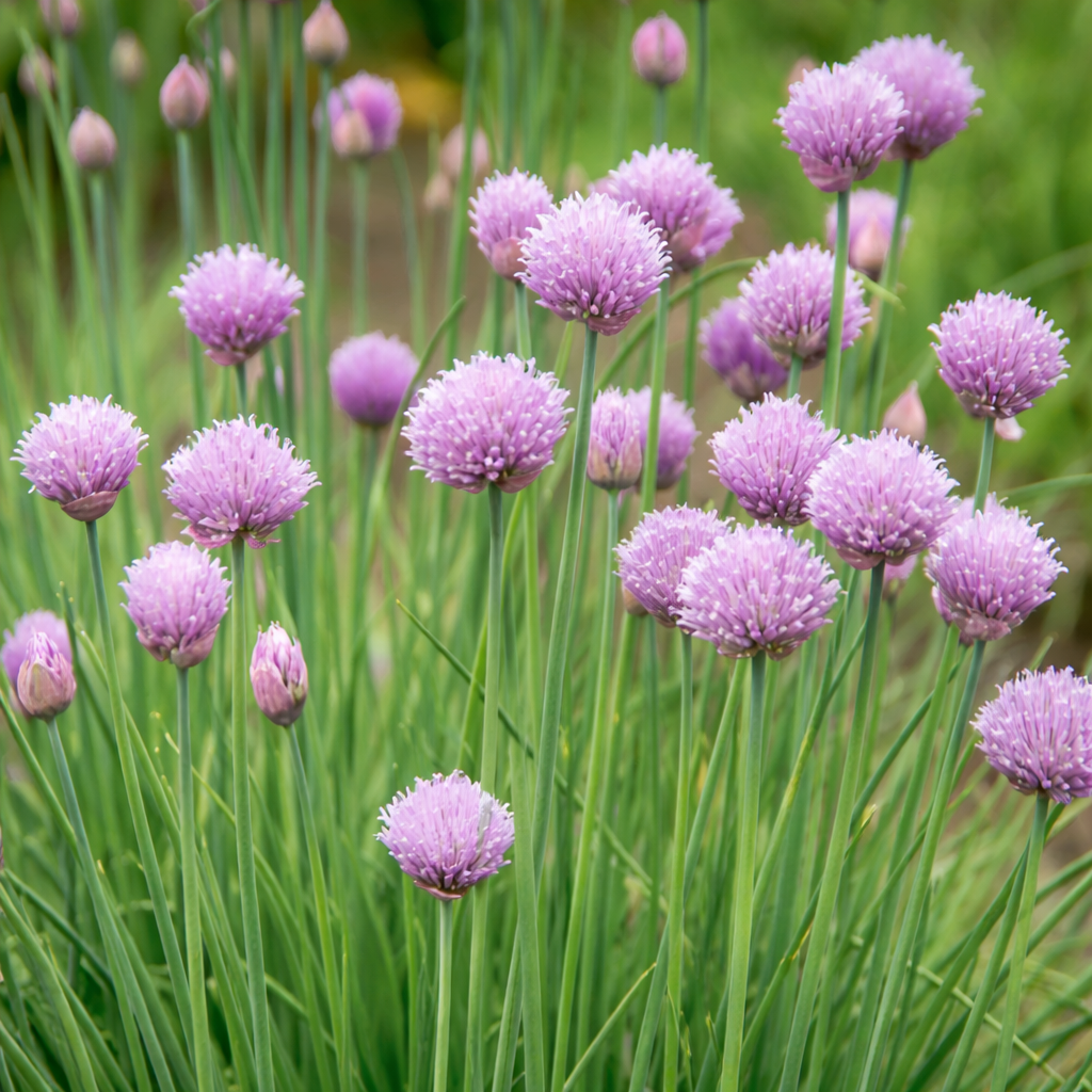 Organic chives
