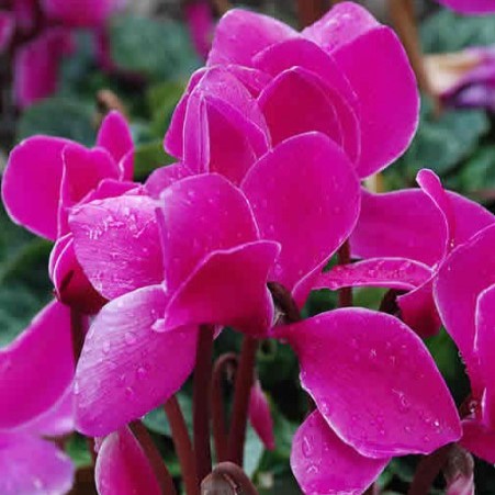 Cyclamen 'Giant'