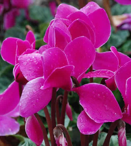 Semences Mélange de cyclamens géants (Cyclamen persicum)