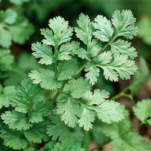Semences Coriandre (Coriandrum sativum)