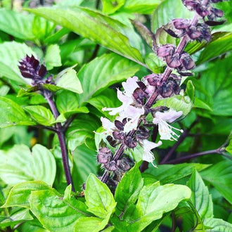 Organic Cinnamon Basil Seeds by Gaia, product image prepared for Canadian gardeners.