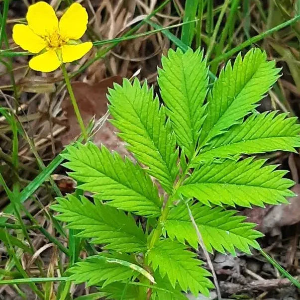 Organic Cinquefoil Seeds by Gaia, product image prepared for Canadian gardeners.