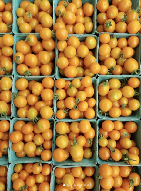 Tomate Citrine F1 – Gaia Organic Seeds