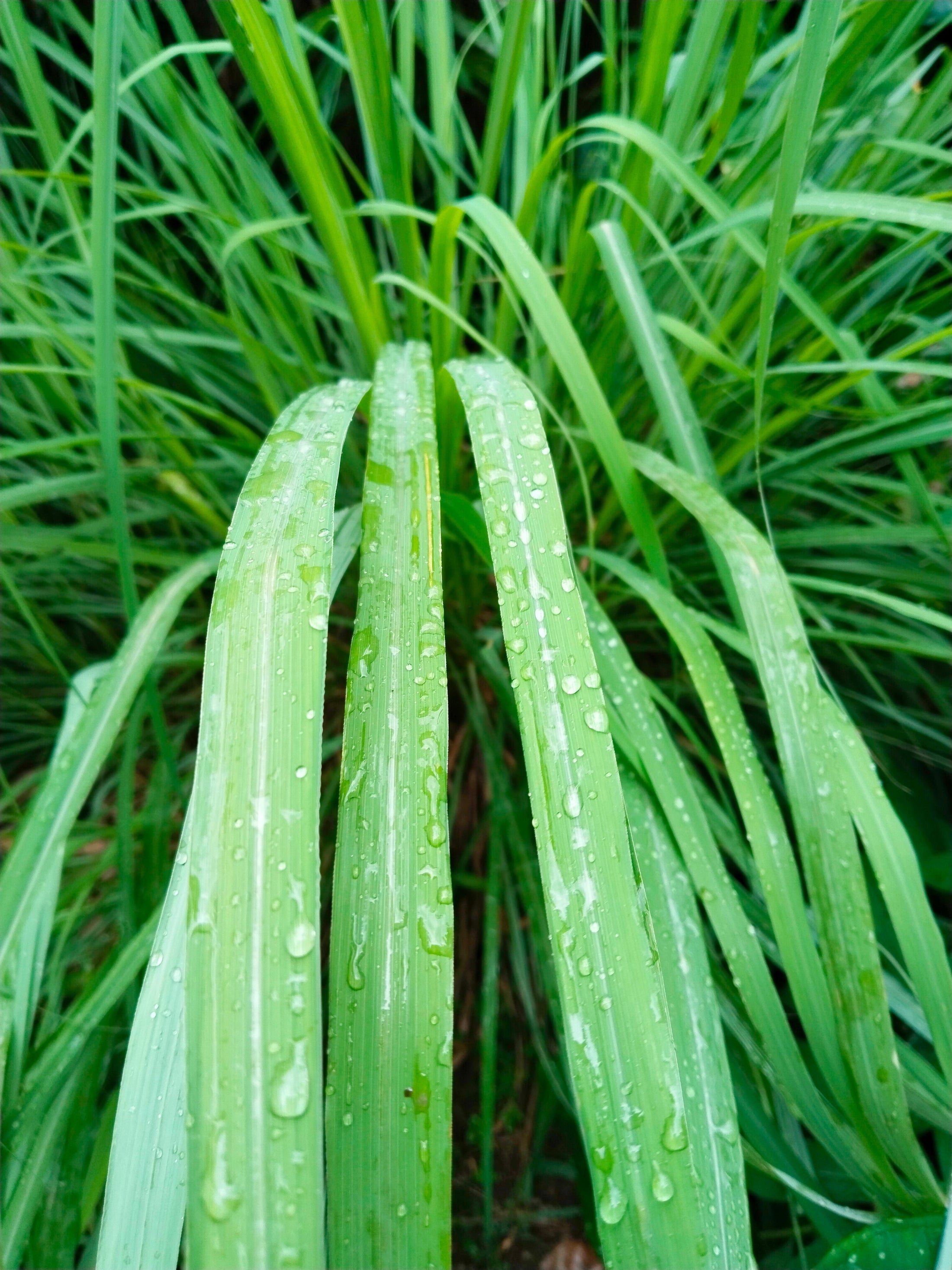 Citronnelle