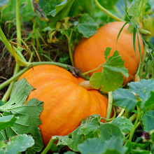 Pumpkin