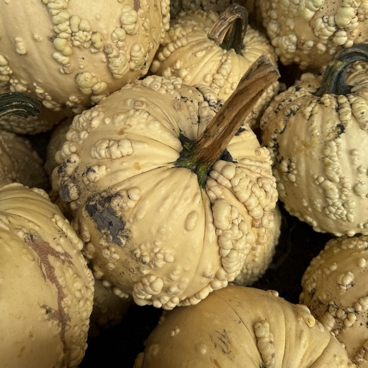 Photo de Citrouille blanche ‘Bad Jelly’ F1. Prévoyez une surface suffisante au potager pour que le feuillage puisse s’étendre sans étouffer les cultures voisines. La couleur caractéristique est : jaune. Les fruits présentent cette forme : ronde. Le visuel permet d’observer les contours, les teintes et la disposition des éléments présentés.