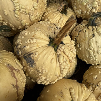 Photo de Citrouille blanche 'Bad Jelly' F1. Prévoyez une surface suffisante au potager pour que le feuillage puisse s'étendre sans étouffer les cultures voisines. La couleur caractéristique est : jaune. Les fruits présentent cette forme : ronde. Le visuel permet d'observer les contours, les teintes et la disposition des éléments présentés.