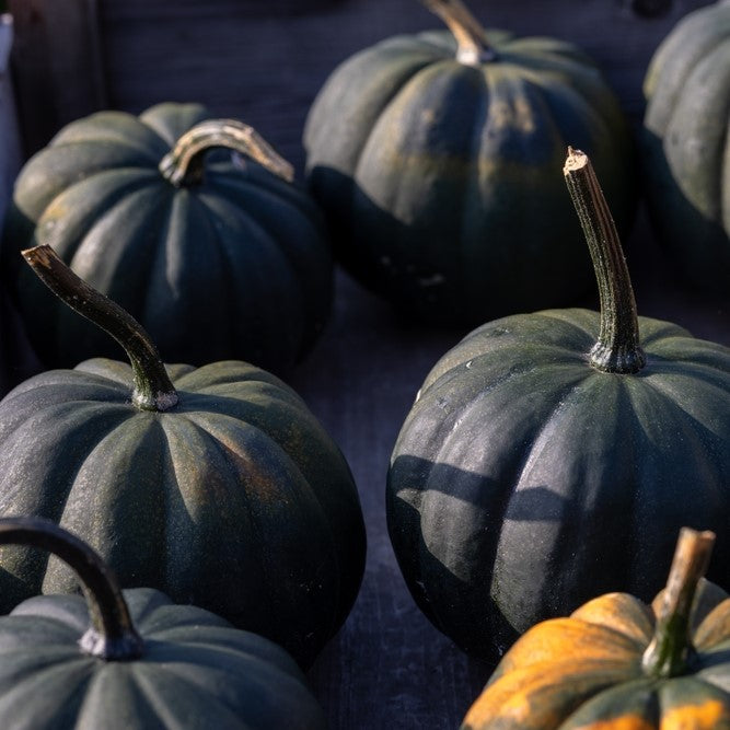 Photo de Citrouille ‘Black Hat’. Prévoyez une surface suffisante au potager pour que le feuillage puisse s’étendre sans étouffer les cultures voisines. La couleur caractéristique est : vert foncé. Les fruits présentent cette forme : ronde. Le visuel permet d’observer les contours, les teintes et la disposition des éléments présentés.