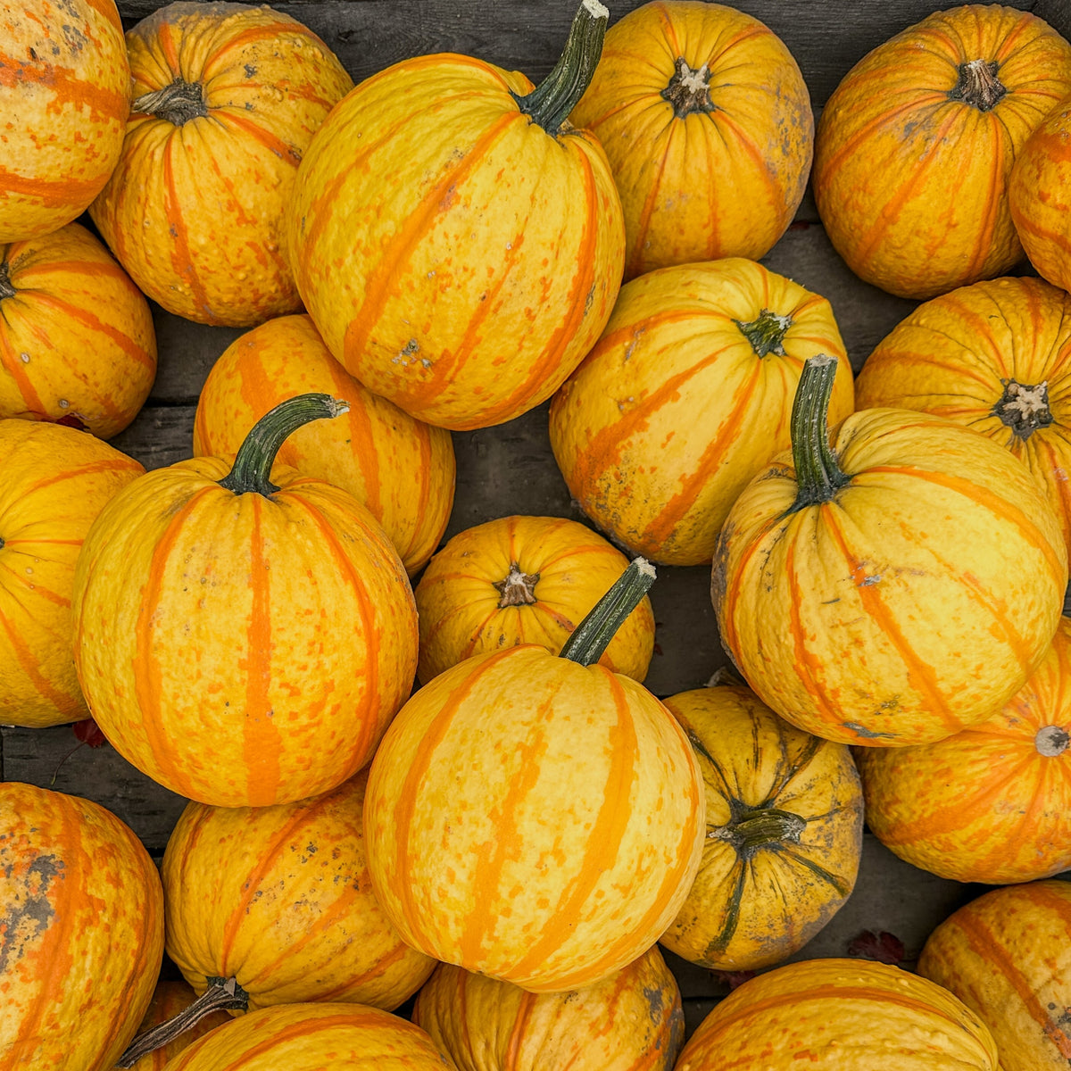 Photo de Citrouille ‘Fireball’ F1. La citrouille 'Fireball F1' est un ajout spectaculaire à votre potager avec ses fruits jaunes ornés de rayures orange qui forment un motif unique. La couleur caractéristique est : jaune strié orange. Les fruits présentent cette forme : ronde. Le visuel permet d’observer les contours, les teintes et la disposition des éléments présentés.