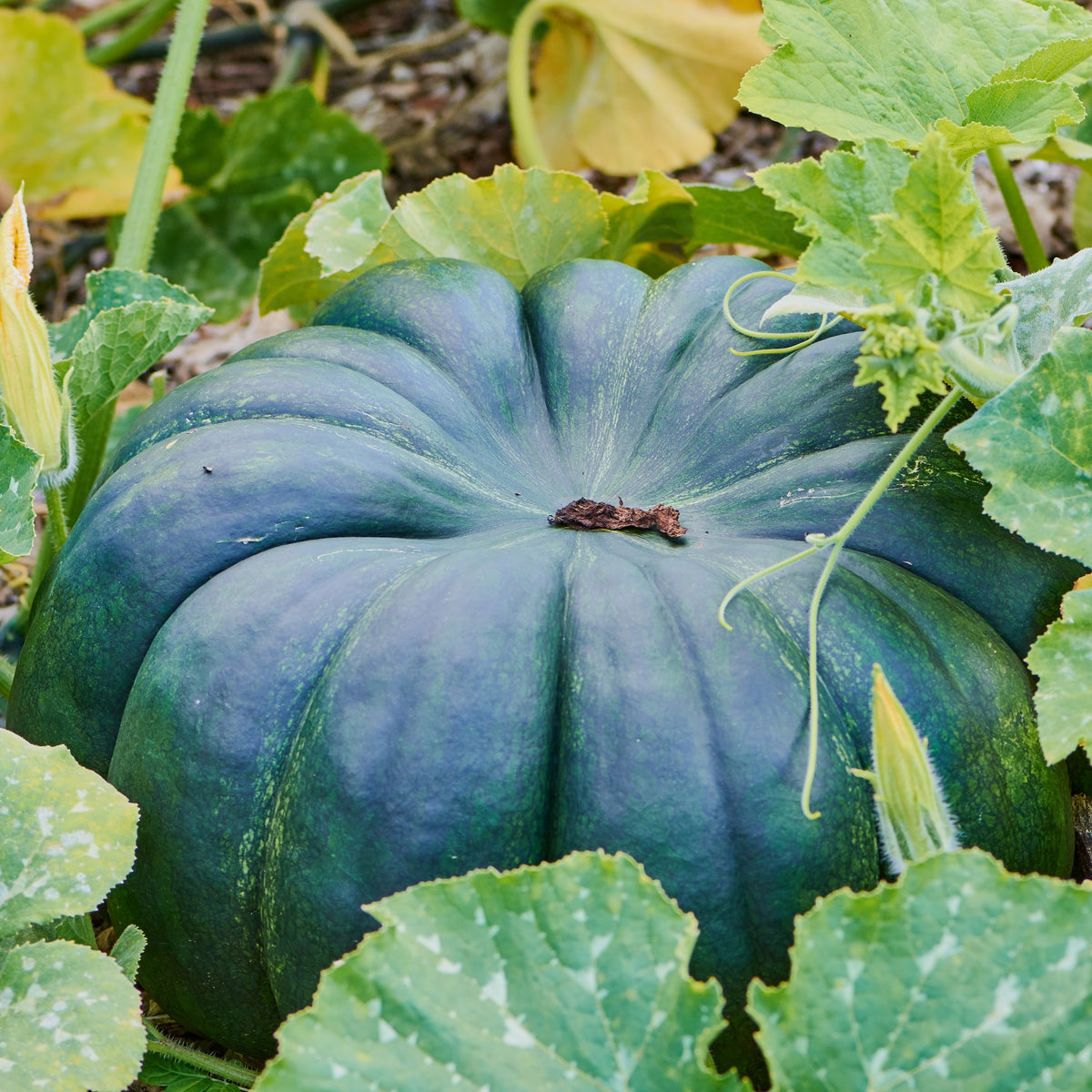 Photo de Citrouille ‘Jade Knight’ F1. La couleur caractéristique est : vert foncé. Les fruits présentent cette forme : plat. Le visuel permet d’observer les contours, les teintes et la disposition des éléments présentés. Les détails de forme et les contrastes donnent un aperçu de l’apparence de cette plante ou de sa récolte.