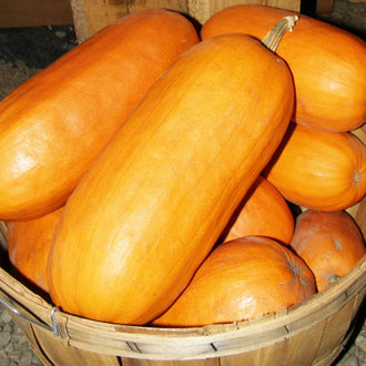 Citrouille Algonquienne. Citrouilles orange allongées réunies dans un récipient. Le cadrage permet de voir les formes, les couleurs et les détails du sujet représenté. Les contours se détachent du fond de l’image, avec des différences de teinte et de texture visibles sur les surfaces. Cette vue accompagne la présentation du produit dans la boutique.