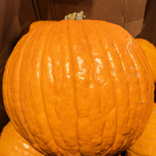 Citrouille à lanterne 'Aspen'