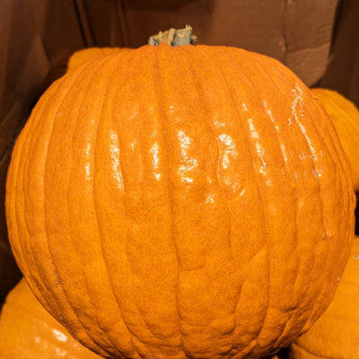Citrouille à lanterne 'Aspen'