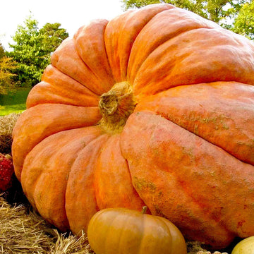 Organic 'Dill's Atlantic Giant' Pumpkin