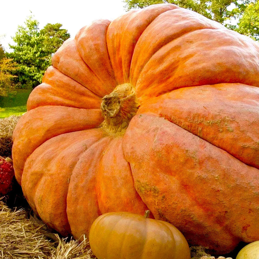 Citrouille 'Dill's Atlantic Giant' bio