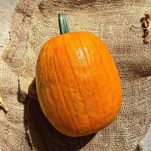 Citrouille 'Jack-O'-Lantern' bio