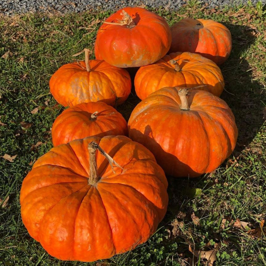 Organic 'Rouge Vif D'Etampes' Pumpkin