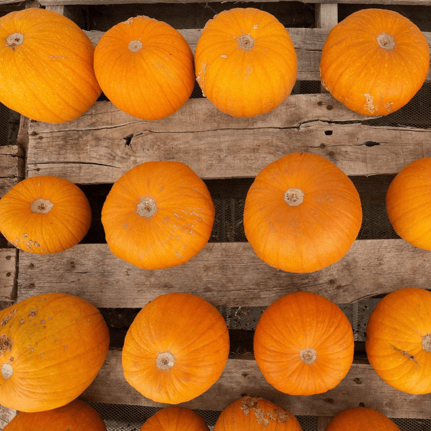 Organic 'Sugar Pie' Pumpkin