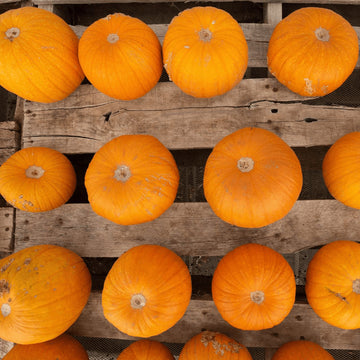 Citrouille 'Sugar Pie' bio