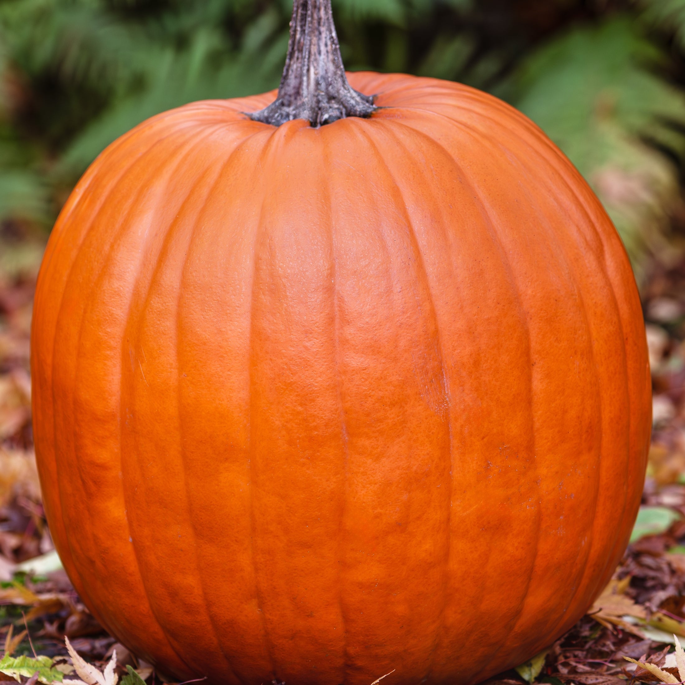 'Connecticut Field' Lantern Pumpkin