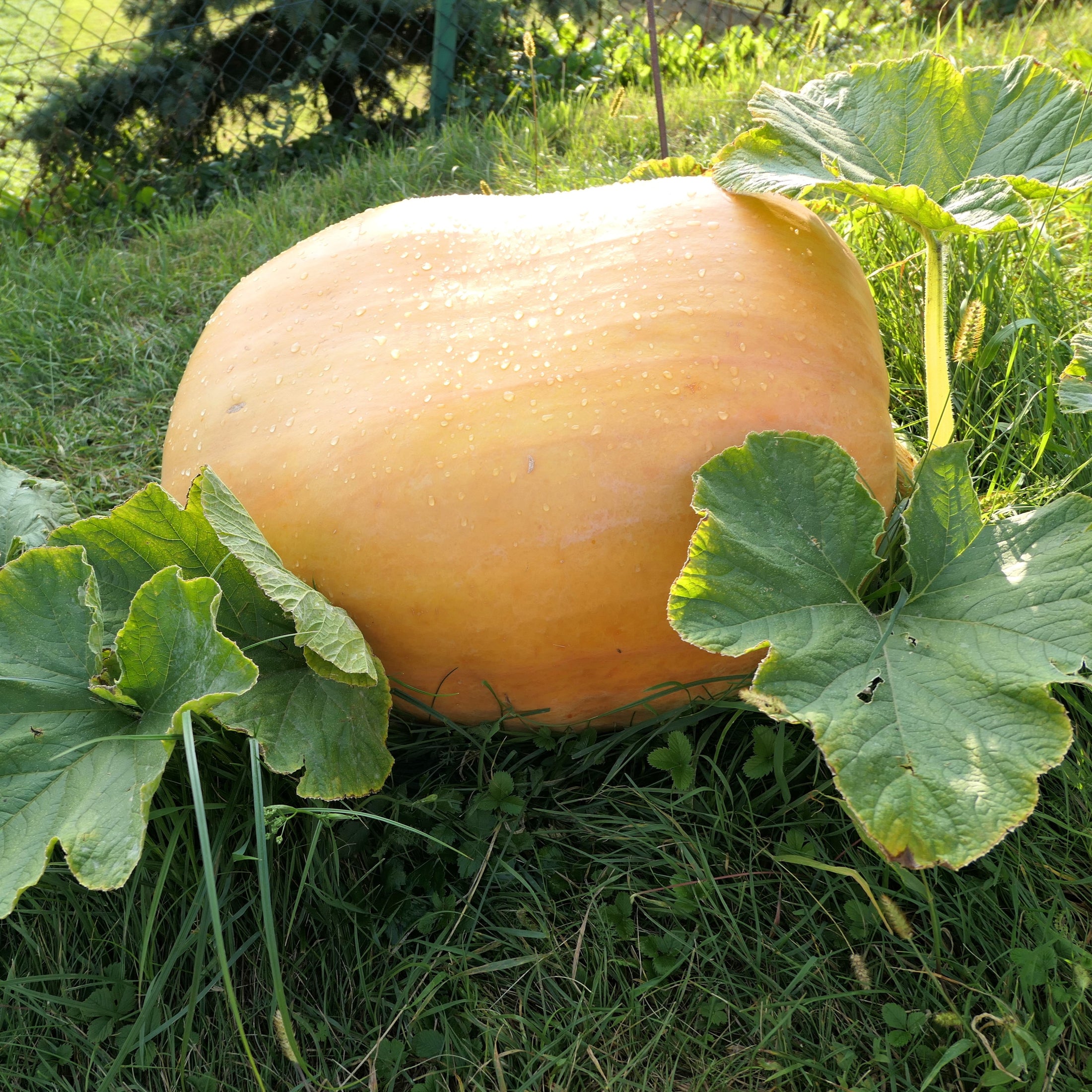 Citrouille géante 'Atlantic Giant'