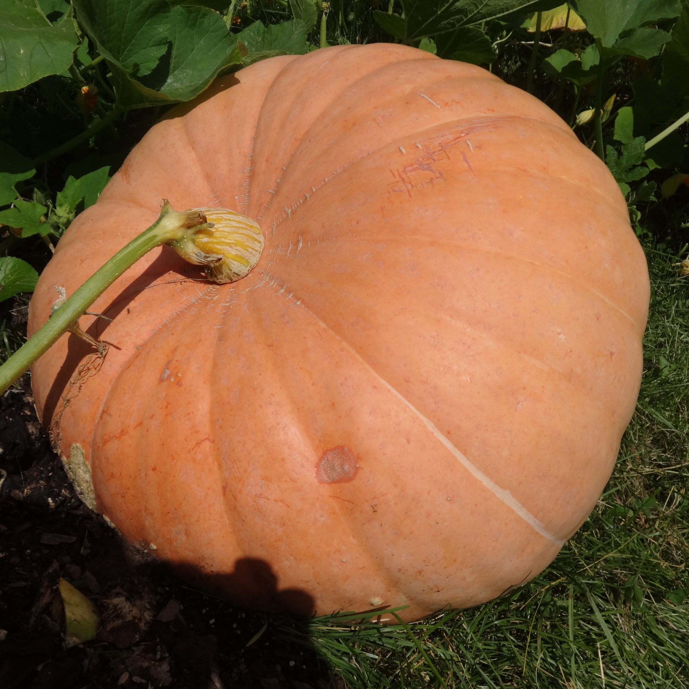 Citrouille géante 'Big Max'