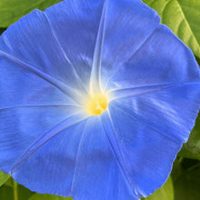 Ipomée 'Clark's Heavenly Blue' bio