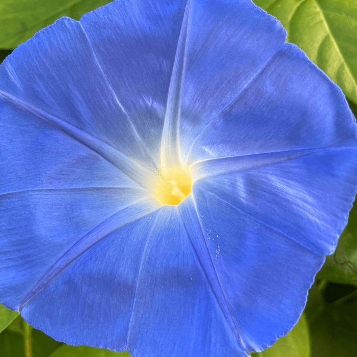 Ipomée 'Clark's Heavenly Blue' bio