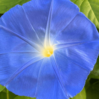 Ipomée 'Clark's Heavenly Blue' bio