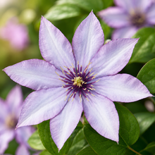 Crystal Fountain™ and Samaritan Jo™ Clematis Duo (<em>Clematis</em> ‘Evipo038’ and <em>Clematis</em> ‘Evipo075’)