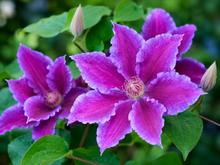 Clematis 'Baroness Fookes'