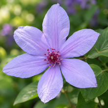Clematis 'Bernadine'