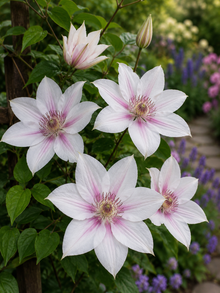 Clematis 'Corinne'