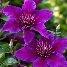 Fleuri™ Clematis (<em>Clematis</em> ‘Evipo042’)